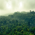 Alles wat je moet weten over de natuur in Suriname