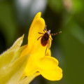 Waar zitten teken het meest in de natuur?